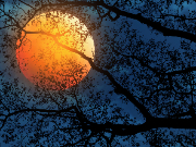 Red Moon with Tree Branches
