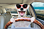 Dog Wearing Sunglasses Driving Car